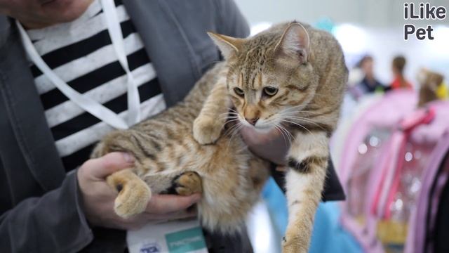 4 особенности содержания пиксибоба смотреть онлайн