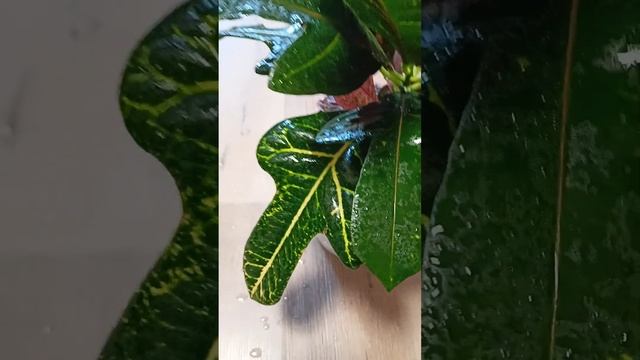 Кротон Excellent смотреть онлайн