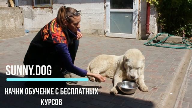 Сколько корма нужно собаке? смотреть онлайн