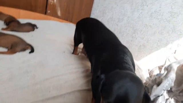 Щенки таксы. 3 недели смотреть онлайн