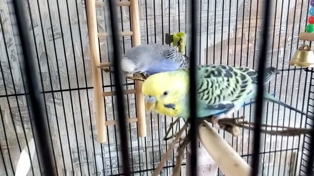 Веточный корм для волнистых попугаев