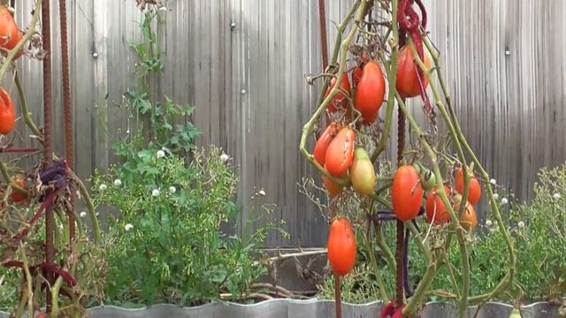 ТОМАТ МАМИН СИБИРЯК. ОБЗОР. Ольга Чернова. смотреть онлайн