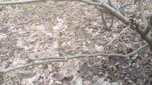 Обрізка шовковиці. Формування розлогої крони. смотреть онлайн