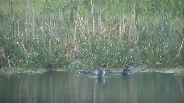 танец маленьких утят смотреть онлайн