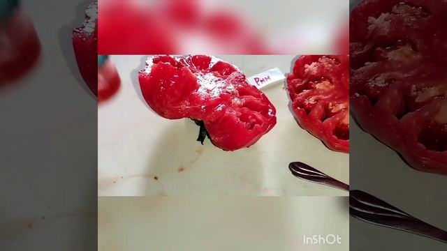 Томат Рим оказался без "костей " ! Обзор . смотреть онлайн