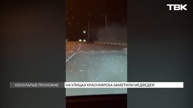 Медведь 4 дня бродит в Красноярске смотреть онлайн