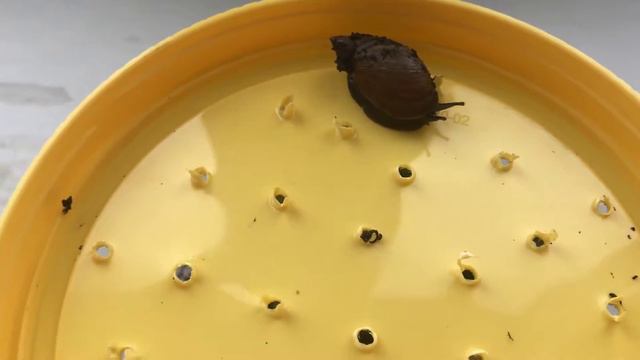 ВЛОГ Огородная улитка | Рулетики из кабачков | Каменная роза цветы | Кот съел тушенку | ахатины смотреть онлайн