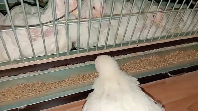 Бросила бройлеров в квартире! Что произошло???