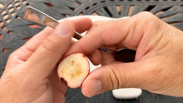 STRAWBERRY GUAVA (Psidium cattleianum) TASTING and REVIEW / Guess the BRIX SCORE смотреть онлайн