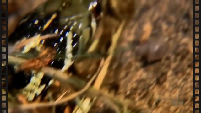 20 Самых Опасных змей Часть 2 смотреть онлайн