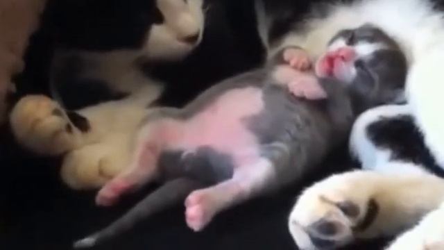 малыш-котенок танцует во сне смотреть онлайн