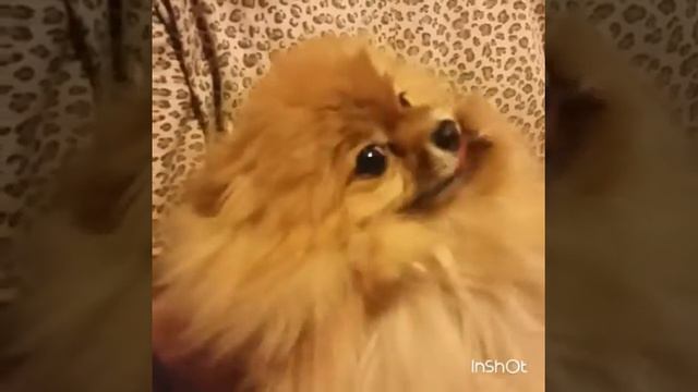 Маленькая собачка шпиц умывается/dog Spitz Washes