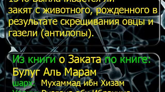 1546 Выплачивается ли закят с животного, рожденного в результате скрещивания овцы и газели антилопы смотреть онлайн