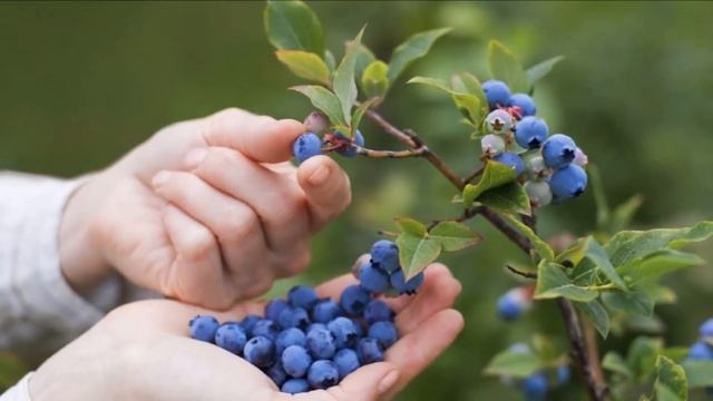 Выращивание Черники как бизнес идея смотреть онлайн