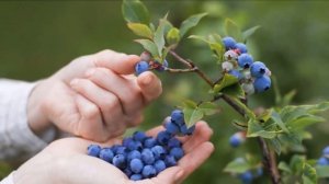 Выращивание Черники как бизнес идея