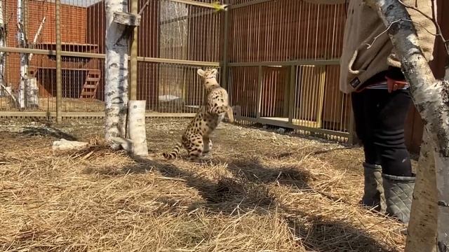 Обогащение среды обитания у наших Животных! Сегодня занимаются сервалы и каракал смотреть онлайн