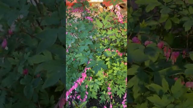 Как цветет Дицентра (Разбитое сердце) #shorts