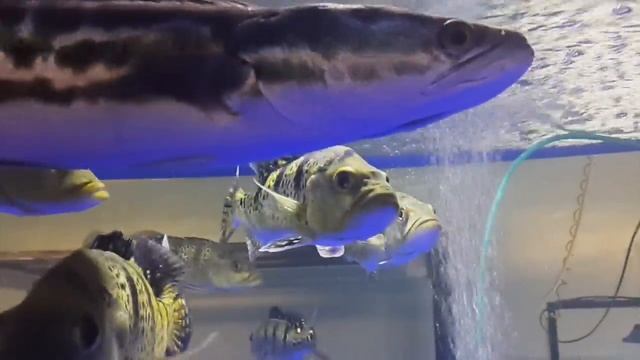 Змееголов красный (Channa micropeltes) смотреть онлайн