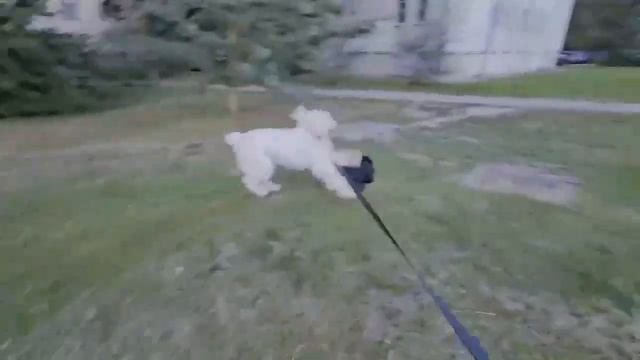 Летающие собаки. Гера охотится на Белинду. смотреть онлайн