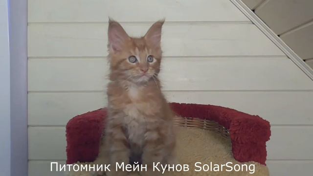 Narcis SolarSong, 2 месяца, красный солид СВОБОДЕН смотреть онлайн