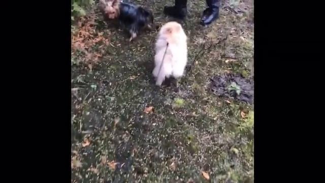 Шпиц от 4 до 10 месяцев смотреть онлайн