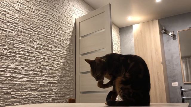 БЕНГАЛЬСКАЯ КОШКА / BENGAL CAT #Мраморный бенгал умывается