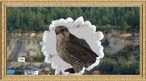 Песня о Мохсоголлохе