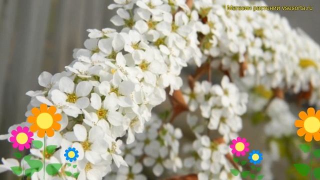 Спирея сливолистная Голдфаер. Краткий обзор, описание характеристик Spiraea Prunifolia Goldfire