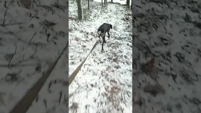 Курцхаар Tsezariy Betti по кровяному следу. смотреть онлайн
