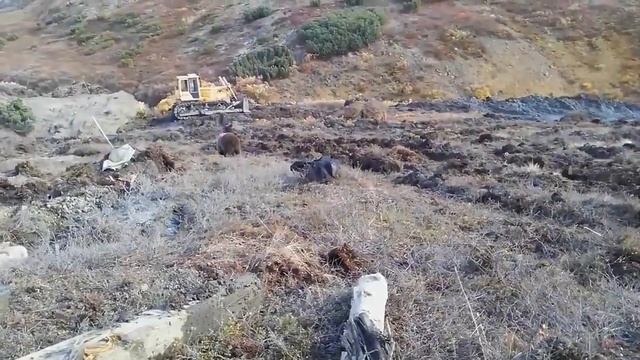 Это Россия! Медведь пришёл на обед. Камчатка. смотреть онлайн