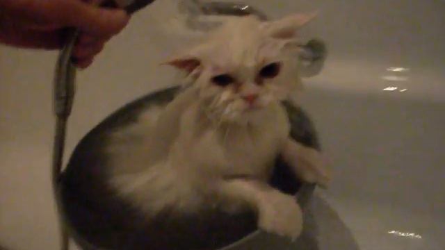НЕ МОЖЕТ БЫТЬ!!!!!!!!! КОШКА ПРИНИМАЕТ ДУШ ))))))))))))) смотреть онлайн
