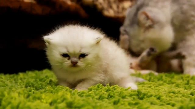 Один момент из жизни котят смотреть онлайн