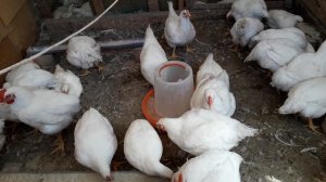 Чихают и Хрипят Мои Бройлеры.Лечение Часть 1