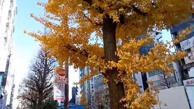 Уборка листьев. Токио, Акихабара. Декабрь 2016 смотреть онлайн