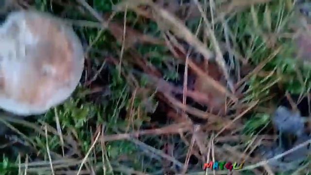 Грибы в ноябре. Моховики желто-бурые. Паутинники. смотреть онлайн