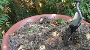 Бегония клубневая посадка и уход. Бегония клубневая как сохранить