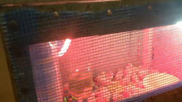 Устройство брудера.Перепелята 4 дня. смотреть онлайн