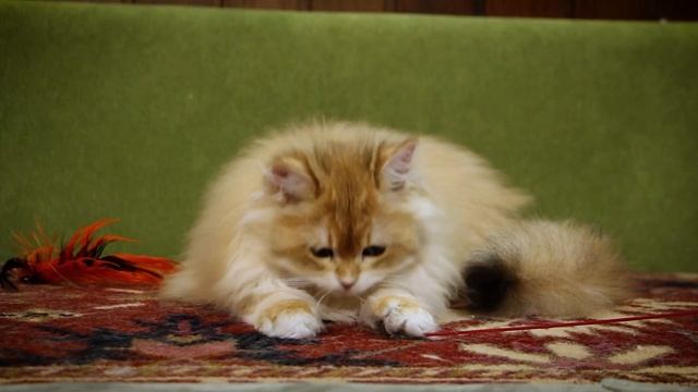 British kitten Ulrika Glory SunRay BLH ny 12 Female | Британский котенок золотой завуалированный Ч. смотреть онлайн
