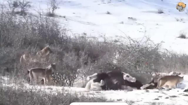 Лошадь приблизилась к диким волкам и сделала то, что напугало фотографа смотреть онлайн