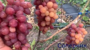 Виноград - АБРИКОСОВЫЙ , ХЕЛЛОУИН , СОПЕРНИК , ПЕРЦОВЫЙ КРАСНЫЙ , ГЕННАДИЙ .