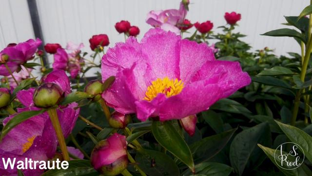 Waltraute смотреть онлайн