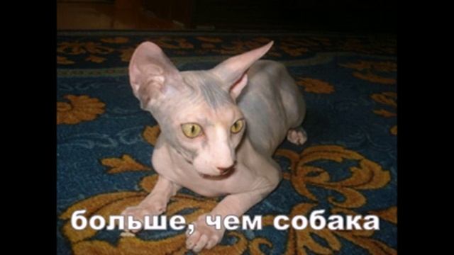 Канадский сфинкс