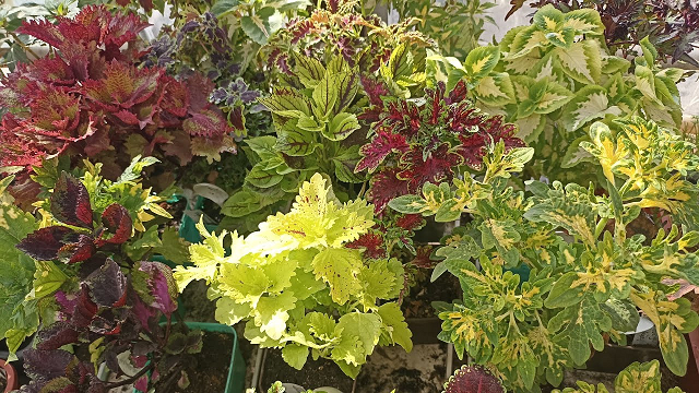 Колеусы. Помогите разобраться с названием! смотреть онлайн