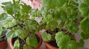 Уход за геранью слагаемые успеха чтобы цвела  #комнатныецветы#герань#пеларгония