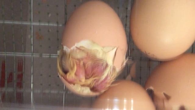 Вылупление цыплёнка Кобб 500. Как появилась жизнь) смотреть онлайн