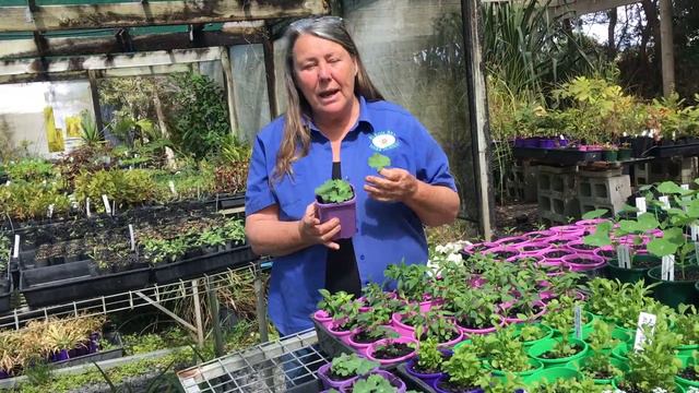 Ladies mantle смотреть онлайн