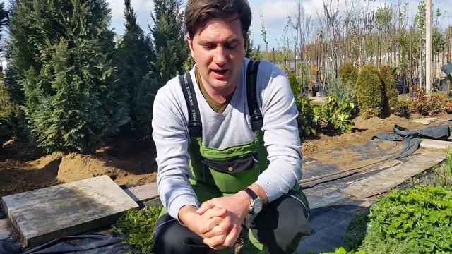 Kerti pázsitviola (Aubrieta axcent 'Dark Red') смотреть онлайн