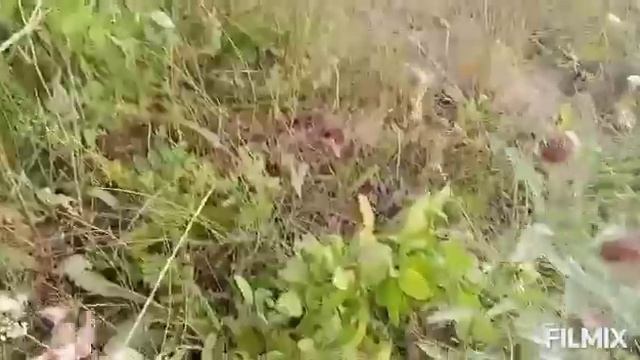 Заготовка веточного корма для кроликов смотреть онлайн