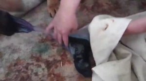 КАК ПРИНИМАТЬ РОДЫ У СОБАКИ. НЕМЕЦКАЯ ОВЧАРКА РОЖАЕТ