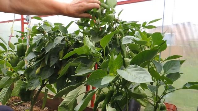 Можно ли собирать семена от гибридов перца? Обзор перцев на 1 июля. смотреть онлайн